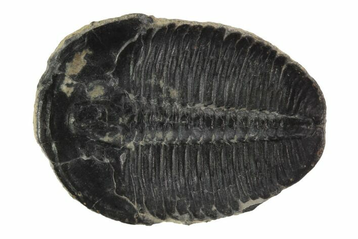 Elrathia Trilobite Fossil - Wheeler Shale, Utah #97153